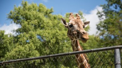 Photo of Zoo wants gun activist who fought its ban to pay legal bills