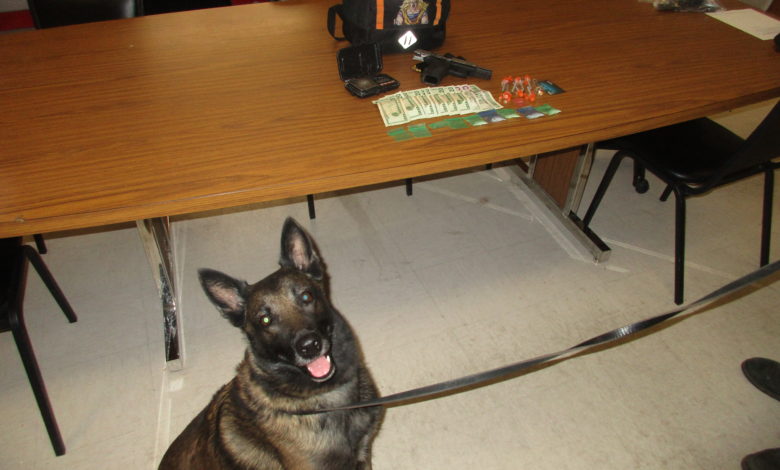 K9 Bust