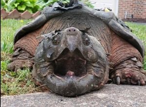 Photo of Feds propose threatened status for alligator snapping turtle