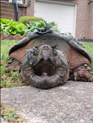 Turtle Captured