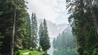 Photo of Mark Twain National Forest gives safety tips for deer season