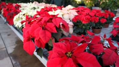 Photo of K-State expert says rumors about poinsettias aren’t true