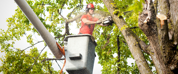 C & J Tree Service