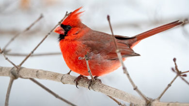 Photo of K-State expert shares way to attract birds to winter gardens