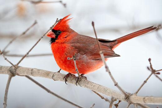 Cardinal Winter