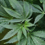 Marijuana Petitions Oklahoma