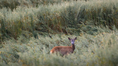 Photo of Missouri will see $21 million for wild life conservation efforts