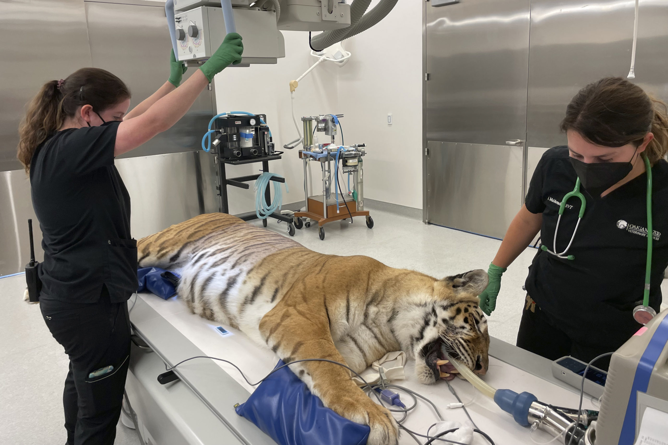 Rescued Oklahoma tigers get care in California and new home – Newstalk KZRG