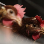 Advance Eu Chicken Legislation
