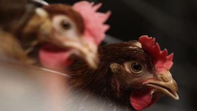 Photo of Animal rights group says chickens were abused, but Tyson Foods cut ties with the farm on its own