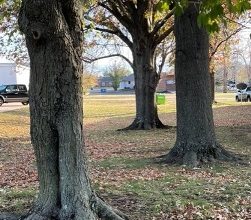 Photo of Residential Leaf Pick-up begins Monday, November 28