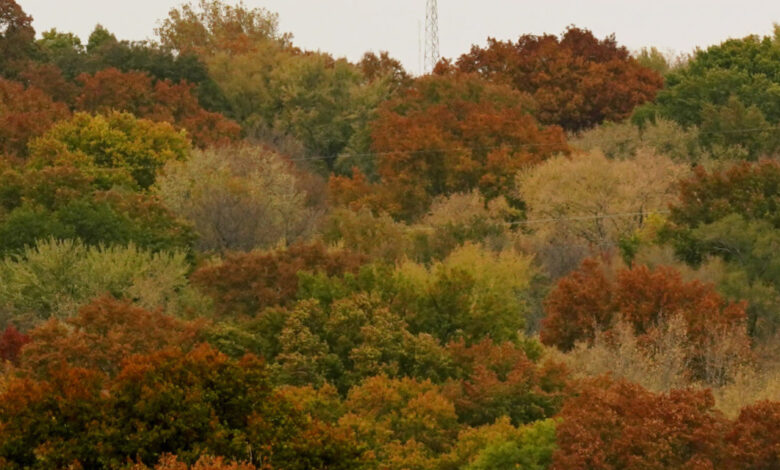 Kansas Daily Life Overland Park Trees Nature Street Kansas Outdoor Outdoors