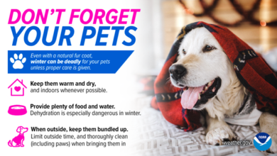 Photo of Winter advice: Don’t forget the pets