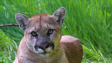 Photo of Oklahoma pranksters file cougar sighting report. Turns out to be “your mother”