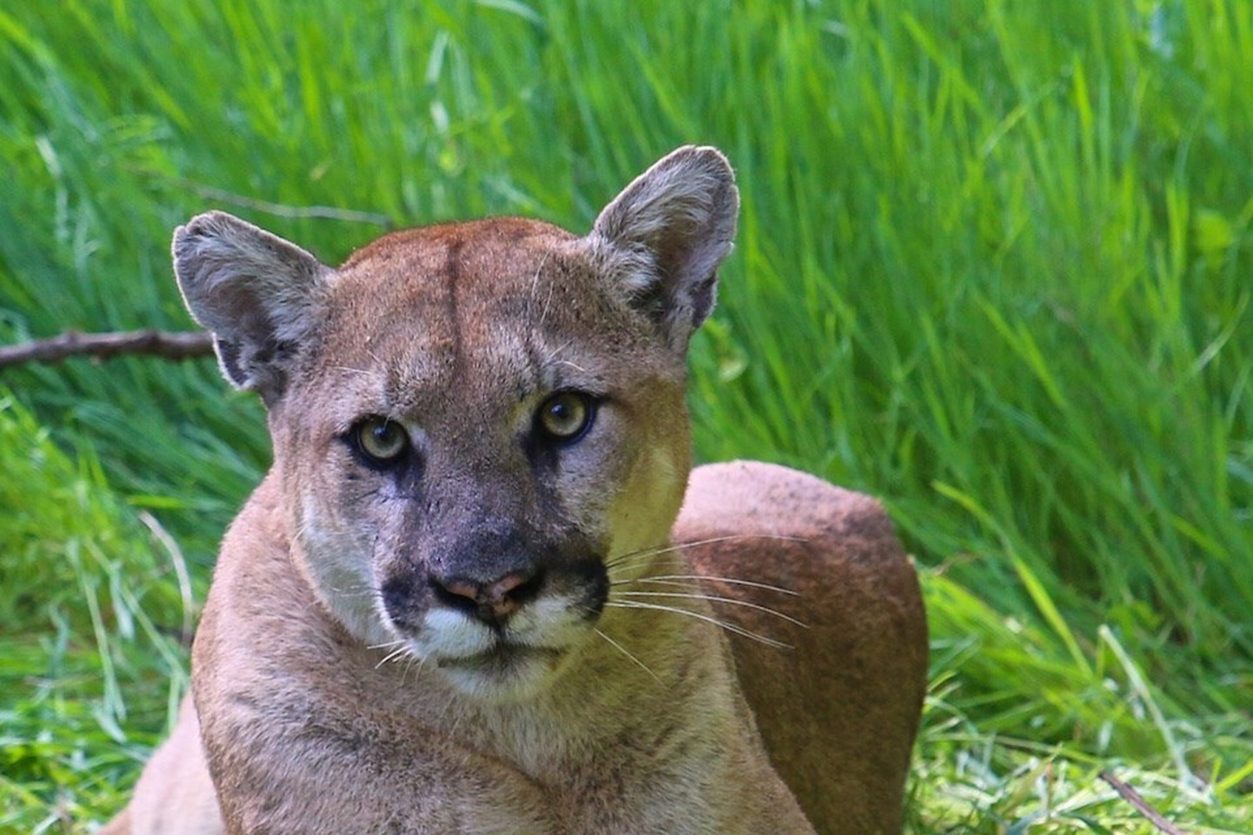 Oklahoma pranksters file cougar sighting report. Turns out to be “your