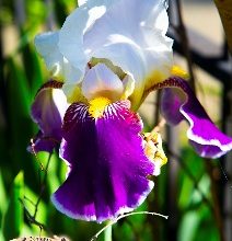 Photo of Iris Garden Tour planned for Joplin Sesquicentennial