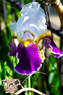 Iris 2