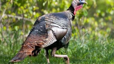 Photo of Turkey hunters needed for hunting regulation changes