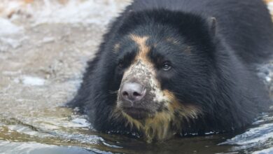 Photo of St. Louis Zoo bear has second brief escape from enclosure