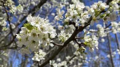 Photo of Public input sought on Callery pear trees