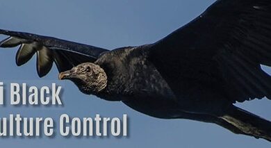 Photo of Black vultures increasing in population in Missouri