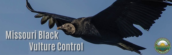 Black Vulture Header