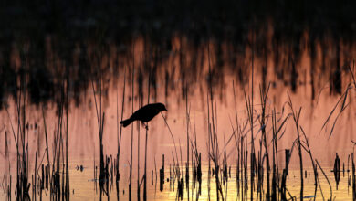 Photo of Kansas receives nearly $25M to support High Plains Aquifer