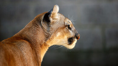 Photo of Mountain lion confirmed in southern Missouri, kills elk