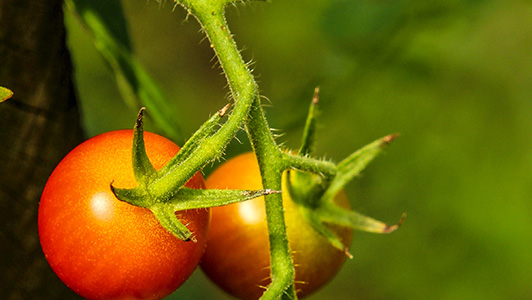 Tomato Vines