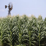 Farm Corn Missouri Kansas Oklahoma Food Production Agriculture