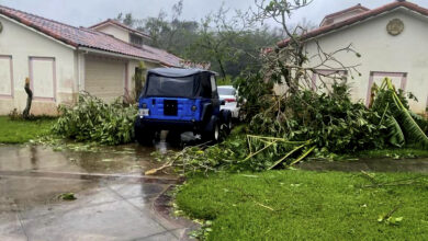 Photo of City extends tree limb disposal to be open each month throughout the year