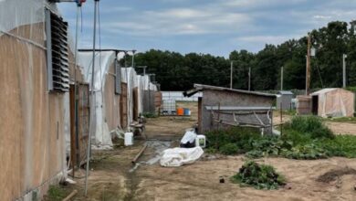 Photo of Two illegal marijuana growing farms raided in northeast Oklahoma