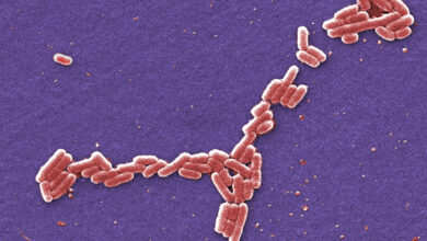 Photo of Four students hospitalized in E. coli outbreak at the University of Arkansas