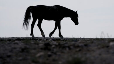 Photo of West Nile Virus located in Kansas horses