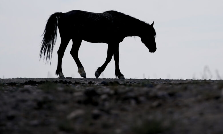 Horses Horse animal barn farm livestock live stock