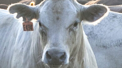 Photo of Missouri’s severe heat and drought resulting in livestock selloffs and slaughter