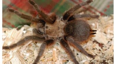 Photo of Brown tarantulas crossing Oklahoma in search of mates