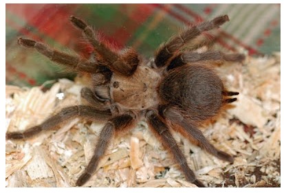 Tarantula