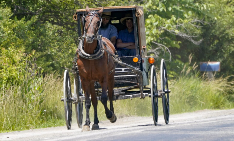 Amish buggy horse