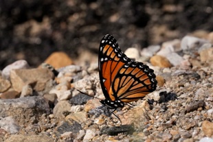 Photo of New Pollinator Garden at Joplin Public Library to provide for butterflies, bees and birds