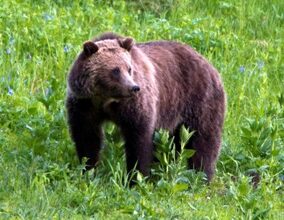 Photo of Bear involved in fatal attack on Kansas woman captured, euthanized