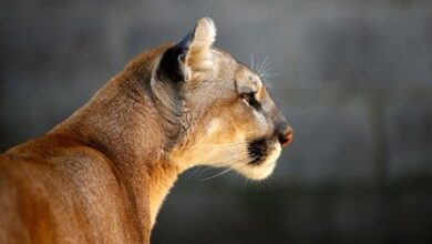 Photo of MDC confirms adult elk was killed by mountain lion in Missouri