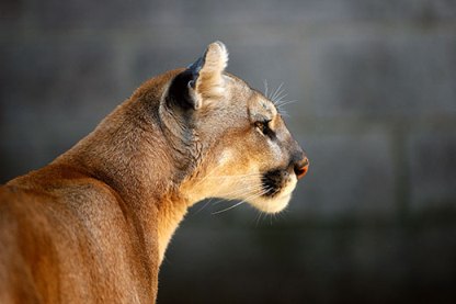 Mountain Lion2