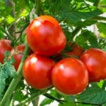 Tomato, Vegetable Garden, Vine Plant