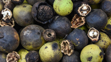 Photo of Black walnut harvest in Missouri 