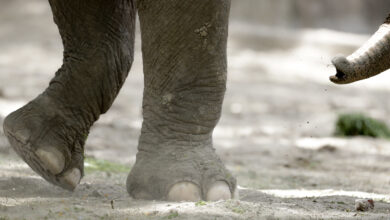 Photo of Missouri elephant dies after being spooked by lost dog