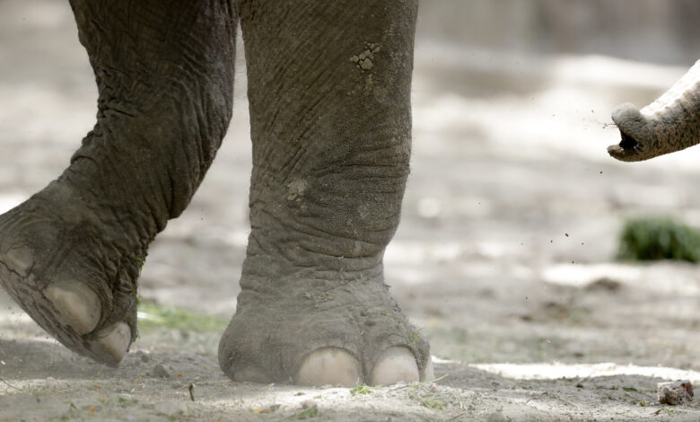 Argentina Elephants