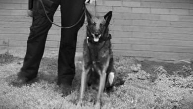 Photo of Labette County Sheriff seeks charges against K9’s handler