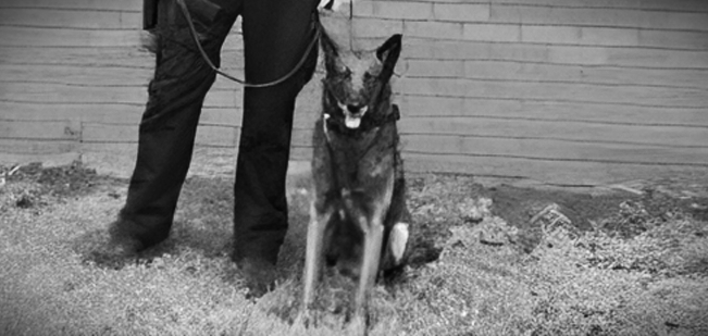 K9 Karim