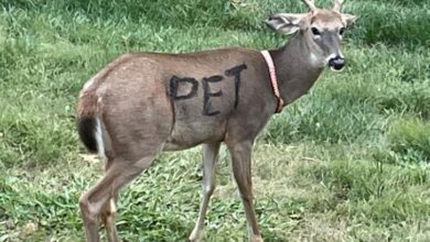 Photo of Deer donning “PET” markings found roaming in Missouri